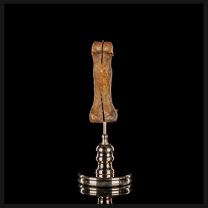 Human finger bone, on custom brass base