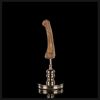 Human finger bone, on custom brass base