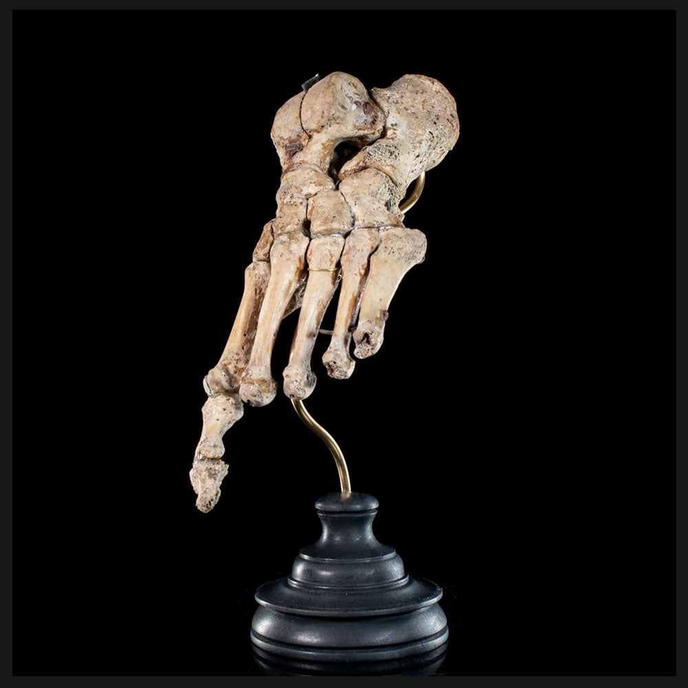 Real human Bones for sale, including real skull and crossbones ...