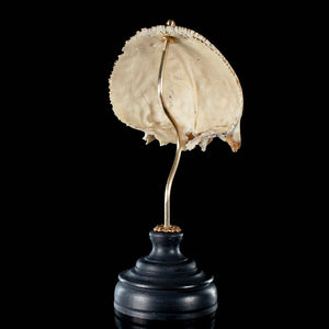 Real human frontal bone on bespoke base