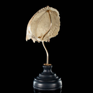 Real human frontal bone on bespoke base