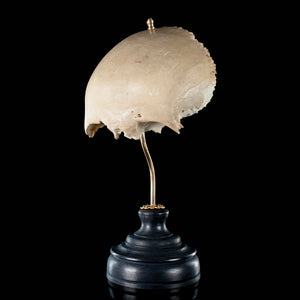 Real human frontal bone on bespoke base