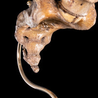 Antique real human full spine