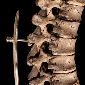 Antique real human full spine