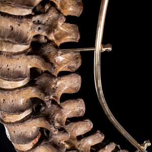 Antique real human full spine
