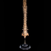 Antique real human full spine