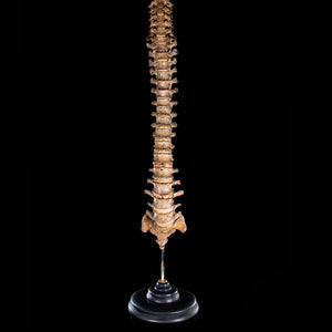 Antique real human full spine