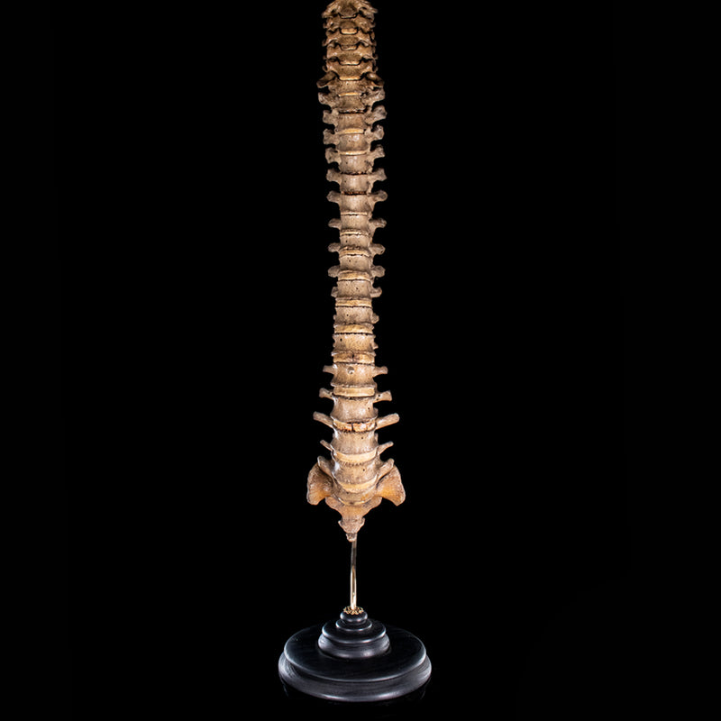Antique real human full spine