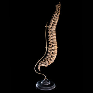 Antique real human full spine