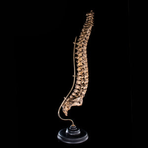 Antique real human full spine