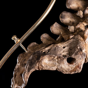 Antique real human full spine