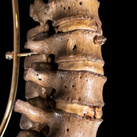 Antique real human full spine