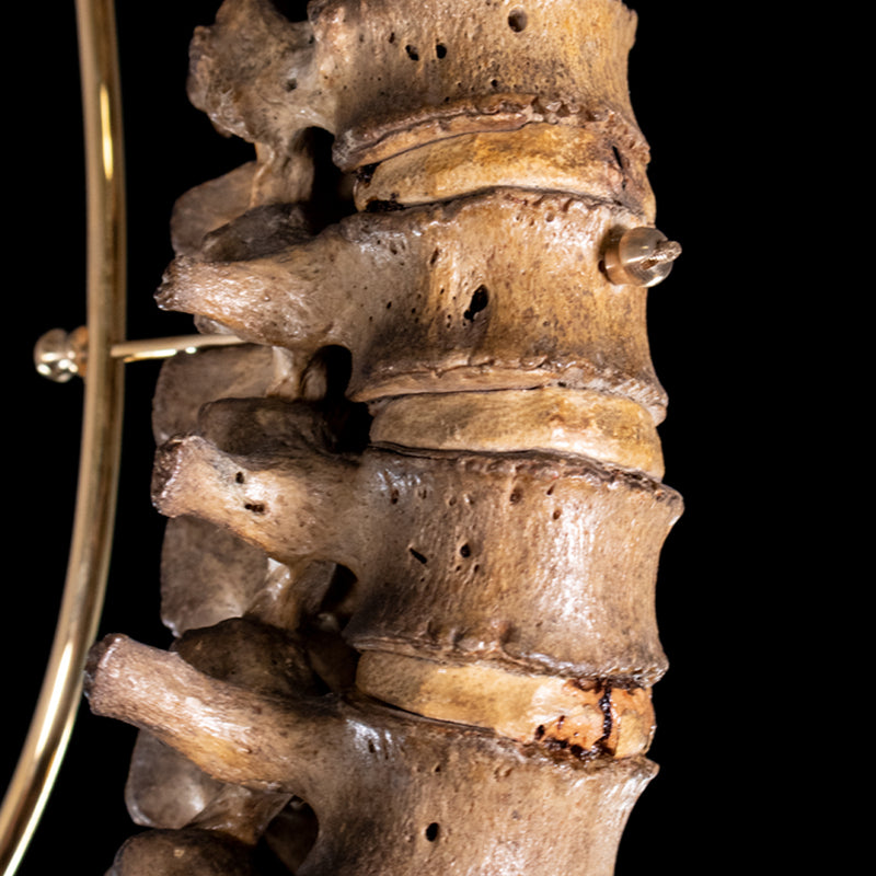 Antique real human full spine