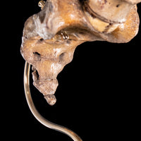 Antique real human full spine