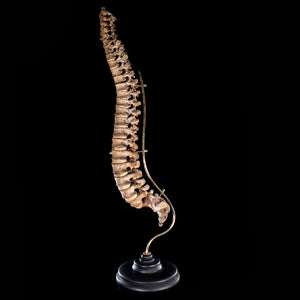 Real Human spine, Antique
