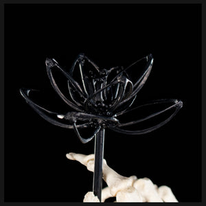 Real human skeleton hand holding black bone flower
