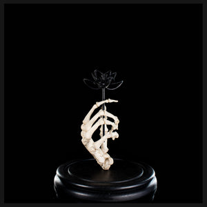 Real human skeleton hand holding black bone flower