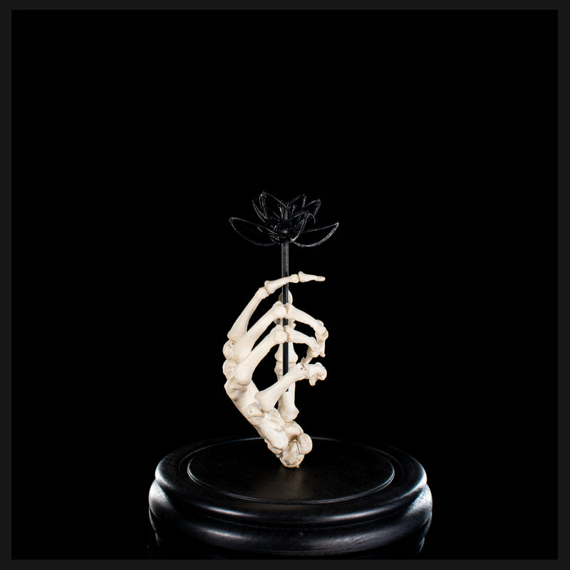 Real human skeleton hand holding black bone flower