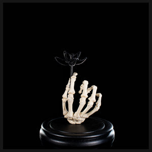 Real human skeleton hand holding black bone flower
