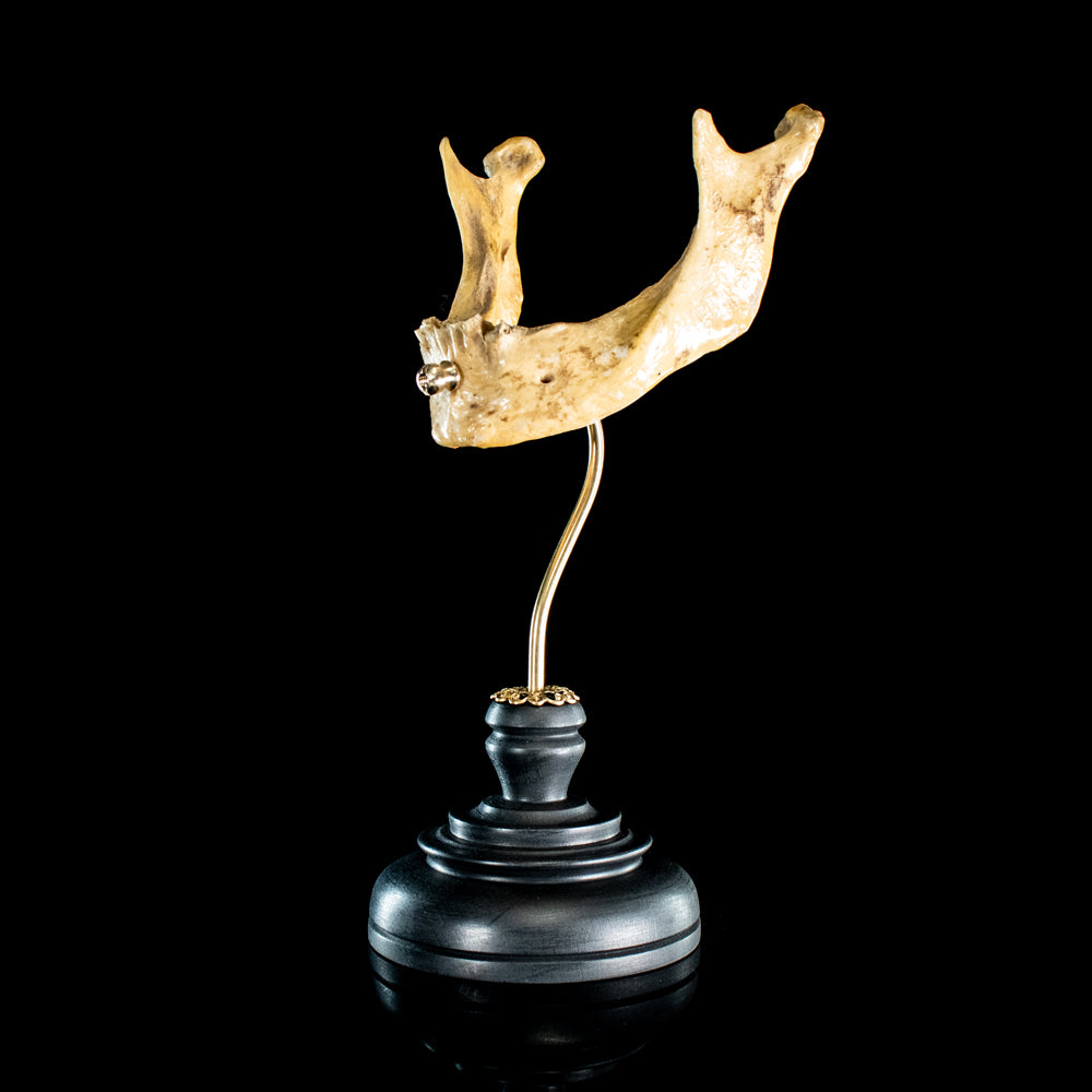 Real human jaw bone on bespoke base