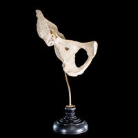 Real human pelvic bone