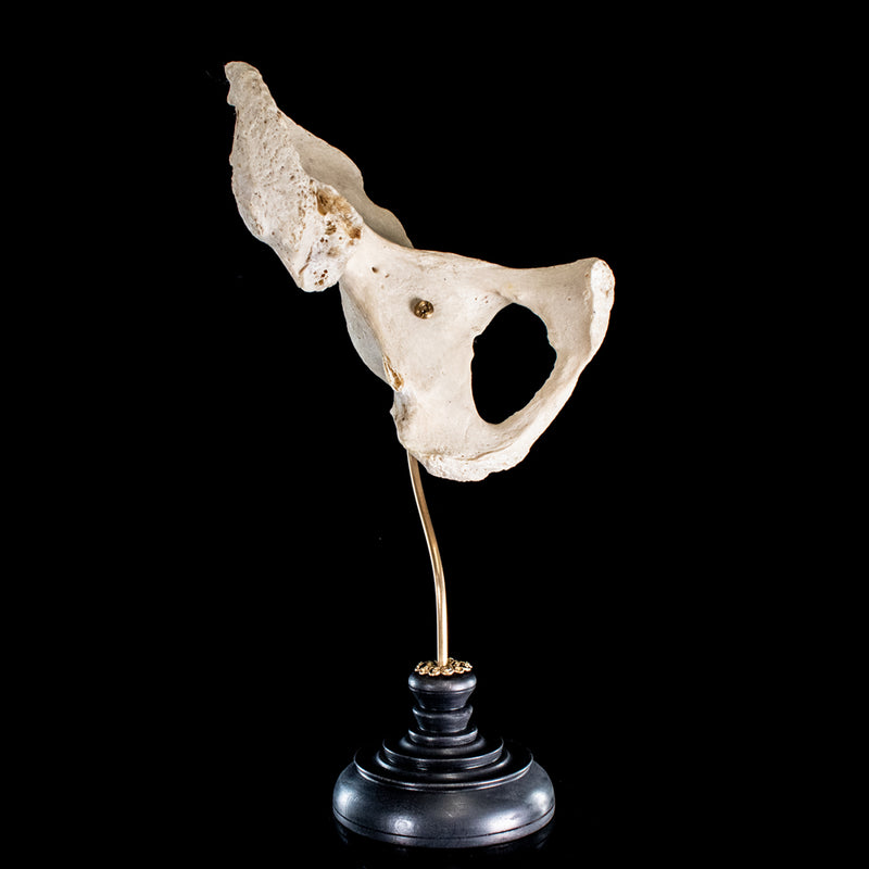 Real human pelvic bone