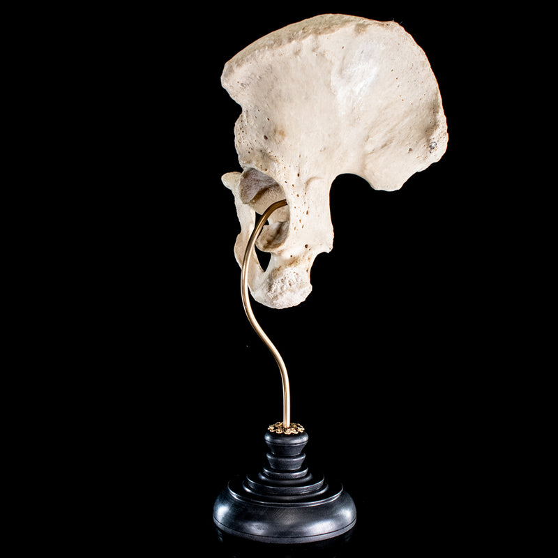 Real human pelvic bone
