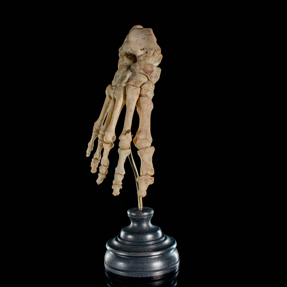Real Human foot