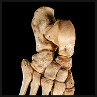Real Human foot