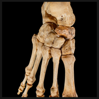 Real Human foot