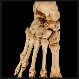 Real Human foot