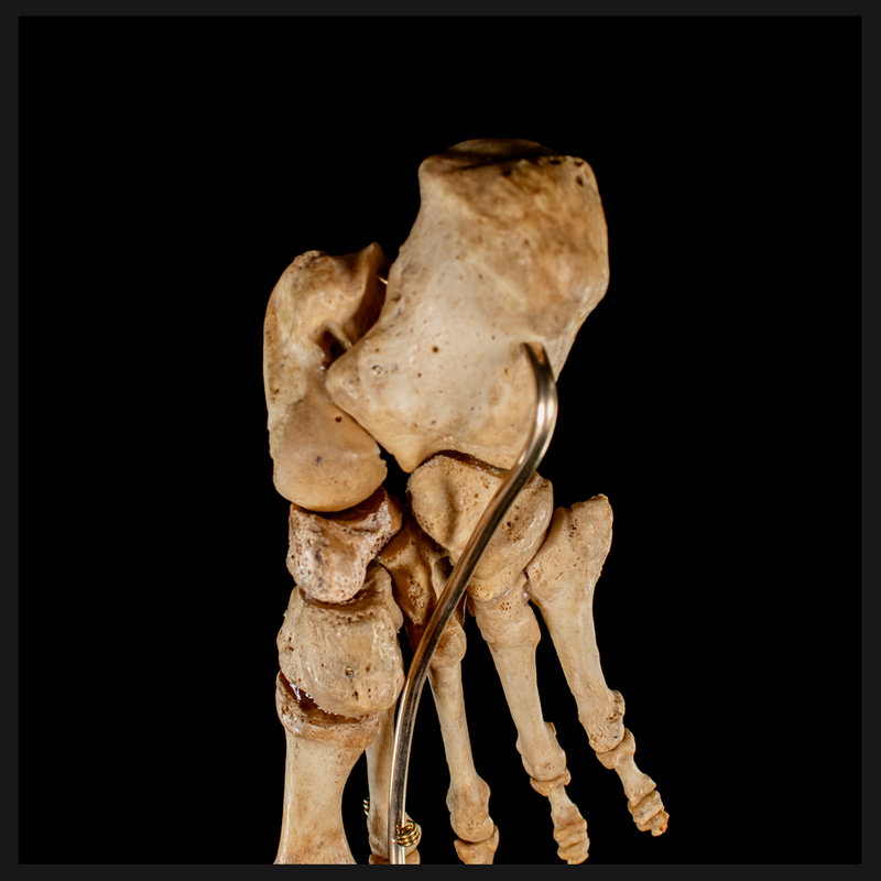 Real Human foot