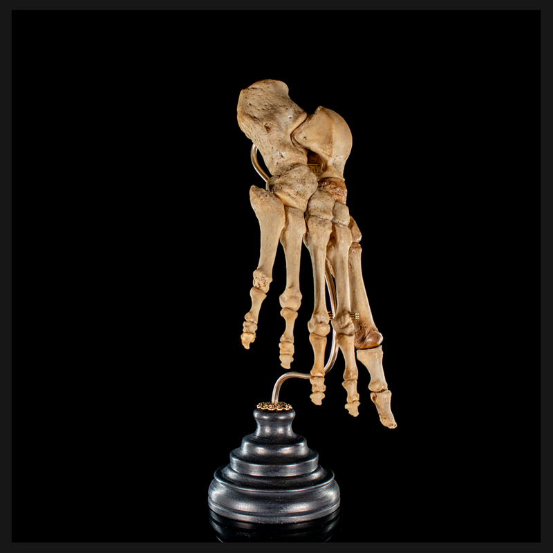 Real Human foot