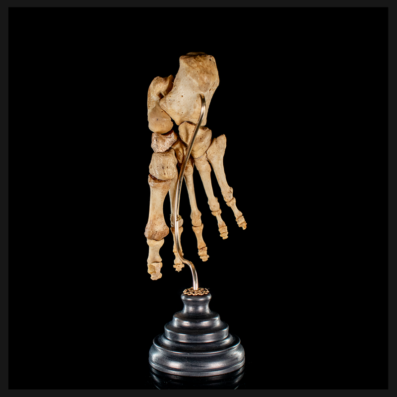 Real Human foot