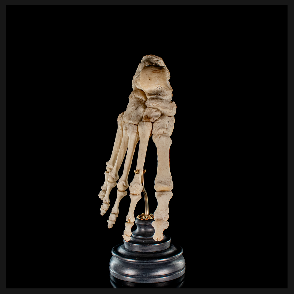 Real Human foot