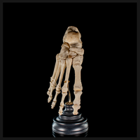 Real Human foot