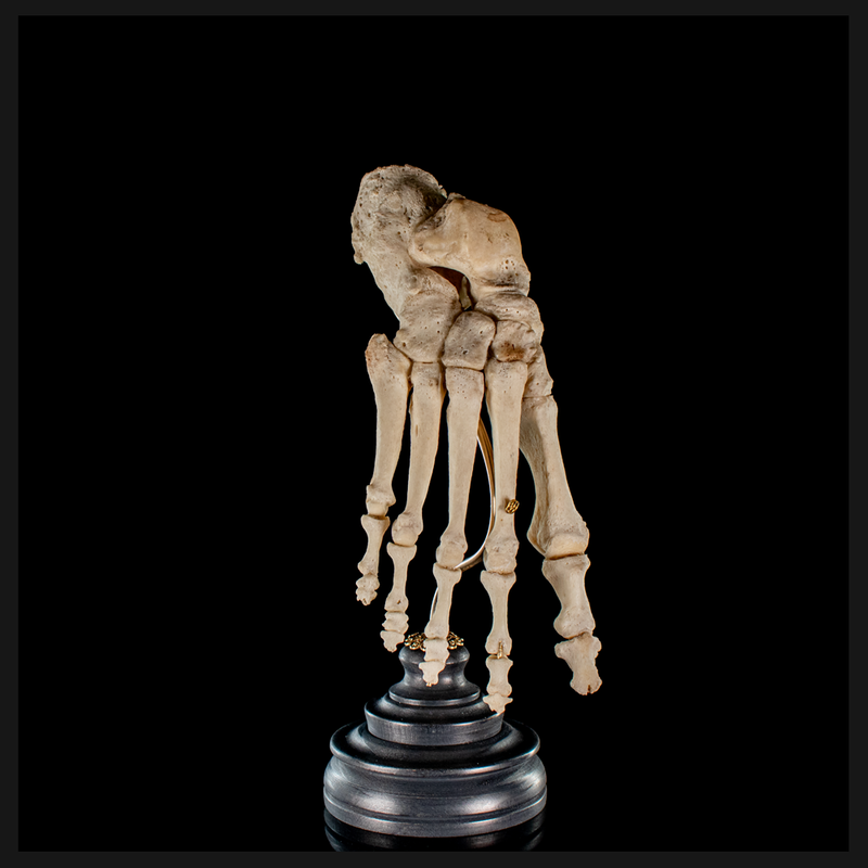 Real Human foot