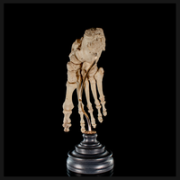 Real Human foot
