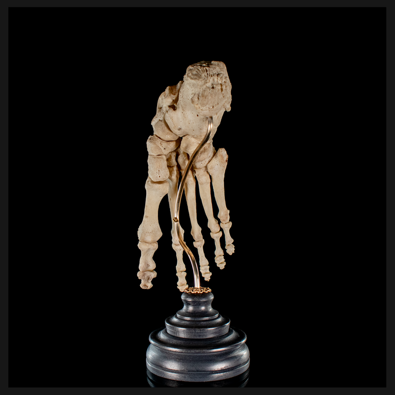 Real Human foot