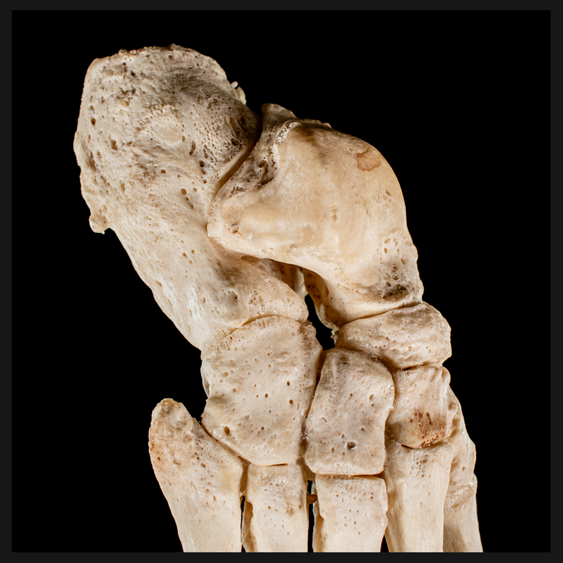Real Human foot