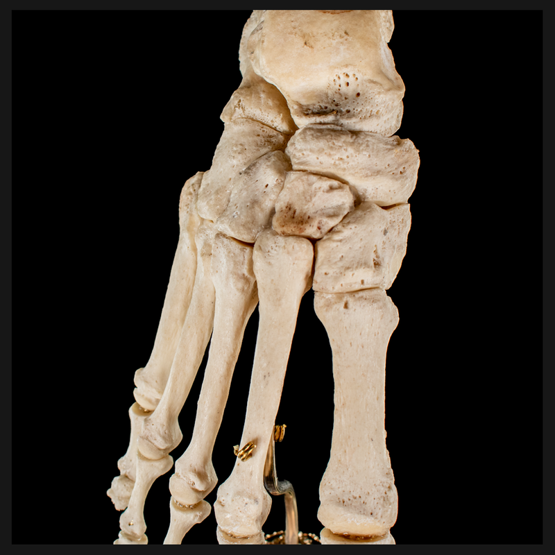 Real Human foot