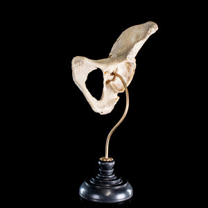 Real human pelvic bone