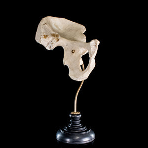 Real human pelvic bone