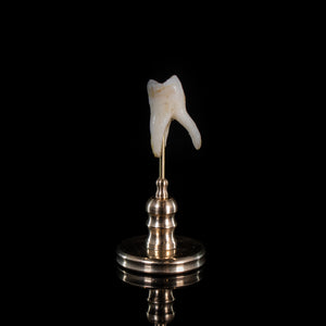 Human tooth, on custom brass base