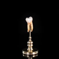 Human tooth with a filling, on custom brass base