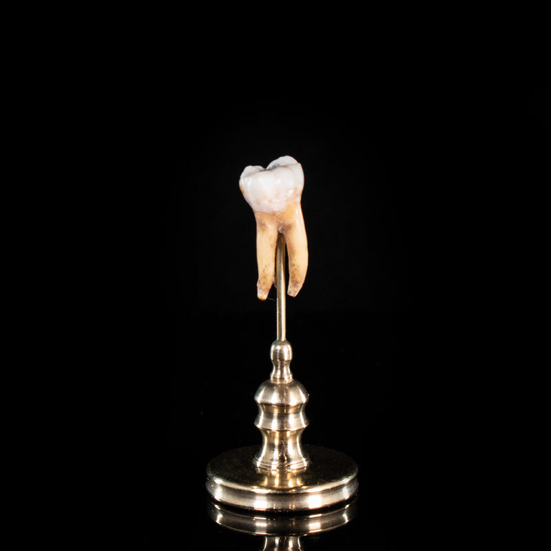 Human tooth with a filling, on custom brass base