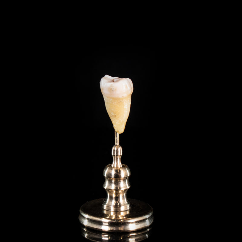 Human tooth, on custom brass base