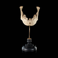 Real human jaw bone on bespoke base