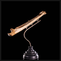 Real human radius and ulna