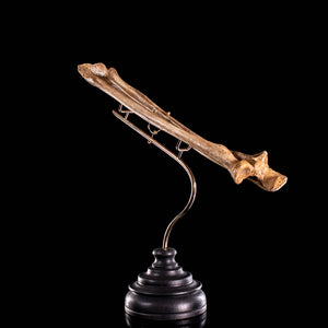 Real human radius and ulna